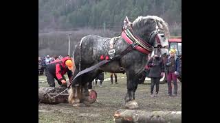 So Strong Horse I Pulling the Heavy Weight Wooden Pieces [upl. by Nailuj]