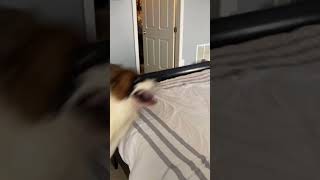 Saint Bernard Snags Tv Remote And Bolts funnypetvideos funnydogs dogsofinstagram [upl. by Semele]