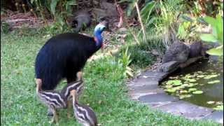 Cassowary babies [upl. by Ikuy]