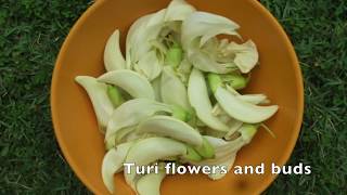 Preparation of Sesbania grandiflora flowers [upl. by Nabetse]