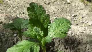 Eisenkraut Verbena officinalis im Mai [upl. by Fiorenza]