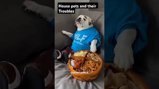 House pets pets housepets youtubeshorts shorts [upl. by Nowed255]