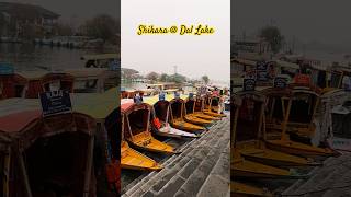 Shikara  Dal Lake Kashmir shorts ytshorts shikara song [upl. by Hastings]