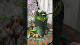 Plant portulaca in can so beautiful shortvideo portulaca gardenflowerplantshowtogrowportulaca [upl. by Gardener619]