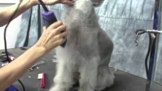 Bedlington Terrier Grooming Instructions OnlineGroomingSchoolcom [upl. by Reinhold]