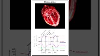 Wiggers diagram  Cardiac CycleAnimated shorts [upl. by Nikaniki482]