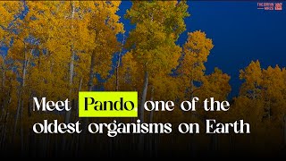 Meet Pando one of the oldest organisms on Earth [upl. by Eitsyrc]