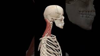 Physiology of Neck Muscles [upl. by Kameko]