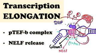 Eukaryotic Transcription ELONGATION  pTEFb recruitment and CTD phosphorylation [upl. by Eohce922]