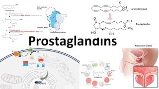 Prostaglandins  Biosynthesisfunction and regulation [upl. by Ronen]