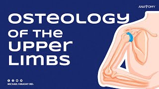 OSTEOLOGY OF THE UPPER LIMB [upl. by Nerreg]