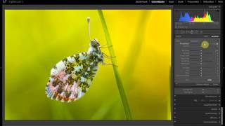 Fotobewerking in Lightroom deel 7  Een voorjaars vlinder macro foto bewerken [upl. by Kraska526]