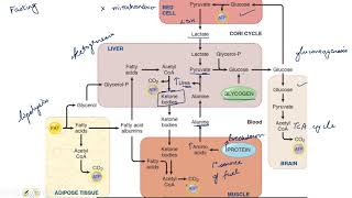 Metabolism in Fasting and Starvation neetpgaiimsmednerdusmle [upl. by Elokkin]