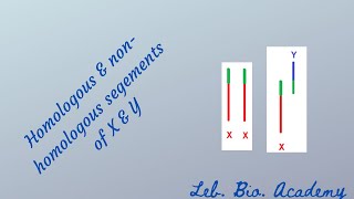 Homologous and nonhomologous segments of X and Y [upl. by Ahseniuq]