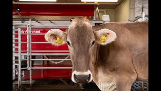 The milking process of the Lely Astronaut A5  EN [upl. by Crockett]