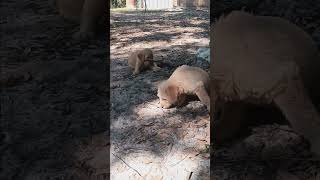 Labradoodle puppies enjoying the day [upl. by Innattirb]