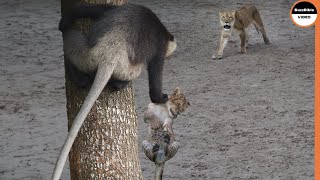 Baboons Specialize At Stealing Lion Babies [upl. by Ayinat]