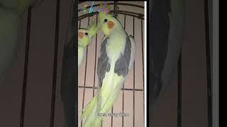 cockatiel tips and tricks cockatiels [upl. by Bubalo]