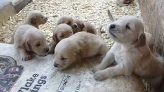 Too cute golden retriever Puppies Barking 3 weeks old [upl. by Cinelli]