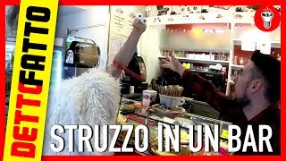 Entrare in un Bar con uno Struzzo al Guinzaglio  DETTO FATTO EP10  DE GUSTIBUS EDITION [upl. by Gweneth]