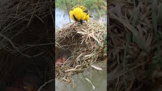 Sudan Golden Sparrow EP01104 Baby Wild Birds Nest Nature Newborn Feathered Hatching [upl. by Nhguahs]