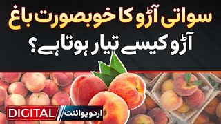 Beautiful Garden Of Swati Peaches  How Peaches Are Produced [upl. by Faucher]