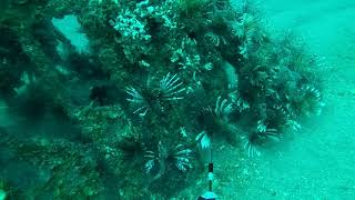 Last Lionfish Hunt of 2017 [upl. by Nosnek]