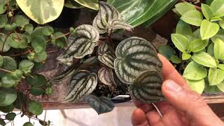 Peperomia Collection [upl. by Alison253]