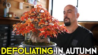 Defoliating Bonsai in Autumn The Science Behind the Technique [upl. by Yromem770]