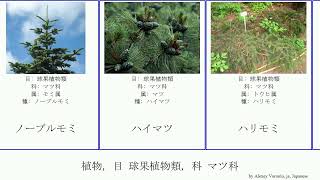 植物 目 球果植物類 科 マツ科 plants フランスカイガンショウ ベイツガ リギダマツ マツ亜科 コメツガ オオシラビソ Modern ヒマラヤゴヨウ アカエゾマツ クロマツ ヌママツ [upl. by Oniluap]