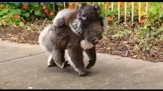 Baby Koala Takes Stroll With Mom [upl. by Aeduj]