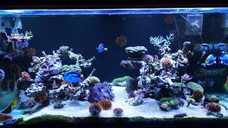 20241110海水缸 Saltwater aquarium [upl. by Gierk]