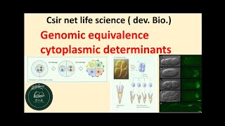 genomic equivalence and the cytoplasmic determinants developmental biology csir net life science [upl. by Leval]