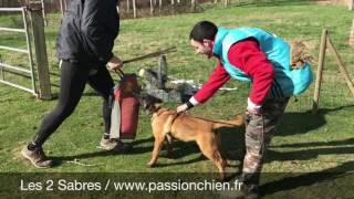 Chiot malinois TRÉMOR 4 mois entraînement [upl. by Aniez]