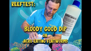 Reeftest Bloody Good Dip on Acro eating flatworms [upl. by Jecho]