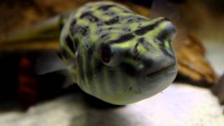 Freshwater Pufferfish Species  The Fahaka Puffer Tetraodon lineatus Part 1 [upl. by Yhtomit774]