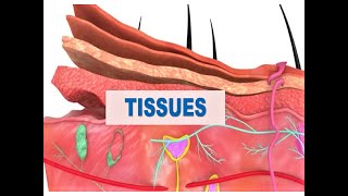 Tissues of Human Body  Animation [upl. by Aihtak]