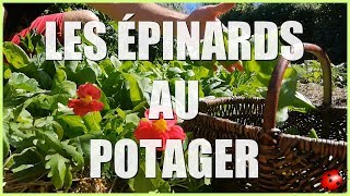 LES ÉPINARDS AU POTAGER Tuto  Cest maintenant [upl. by West104]