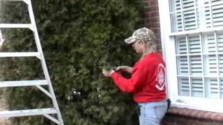 Pruning the Thuja occidentalis [upl. by Luke]