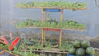 Use plastic trays and bamboo plants to make a threetiered garden to grow watermelon at home [upl. by Gemini77]