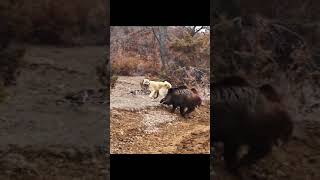 Domuz avı Amazing Wild Boar Hunting 10 [upl. by Jala628]