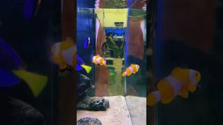 Clown fish Finding Nemo Dory aquarium clownfish fish nemo fishtank [upl. by Ivets]