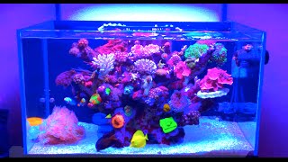 60 Gallon Rimless Tonga Tank Reef Aquarium [upl. by Nido]