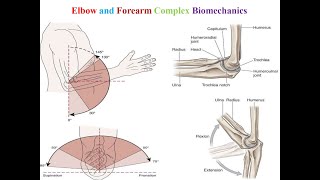 Elbow and Forearm Biomechanics Section  Faculty of Physical Therapy  SVU [upl. by Atekehs]