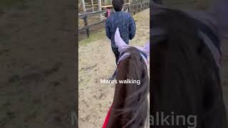 Mares vs ponies vs geldings walking [upl. by Grunberg200]