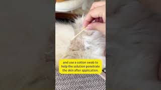 This pet skin spray is a must have for every pet owner🤩🥳puainta cat petbenefits petcare pets [upl. by Anyrtak]