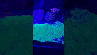 Did you know that some gems and minerals glow under UV light glowingrocks sciencefacts￼ [upl. by Aroon]