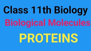 Class 11th biological molecules Proteins Amino acids peptide bond number of peptide chain [upl. by Aicenaj260]