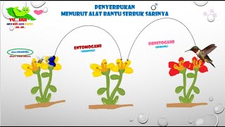 PENYERBUKAN PADA BUNGA BERDASARKAN ALAT BANTUNYA penyerbukan [upl. by Esaj39]