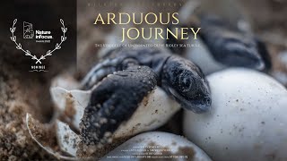 Olive Ridley sea turtle hatchlings embark on their journey to the sea  AWARD NOMINATED SHORT FILM [upl. by Koser]